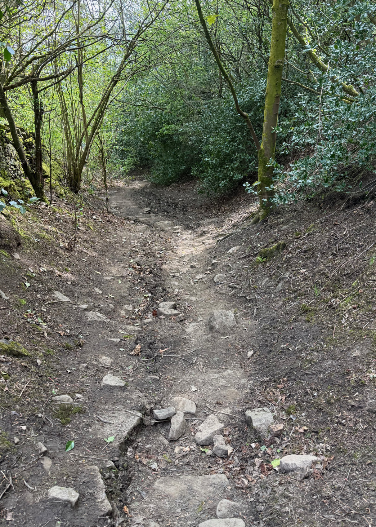Footpath showing signs of erosion. Surrounded by trees. Part of the Lantern Pike walk