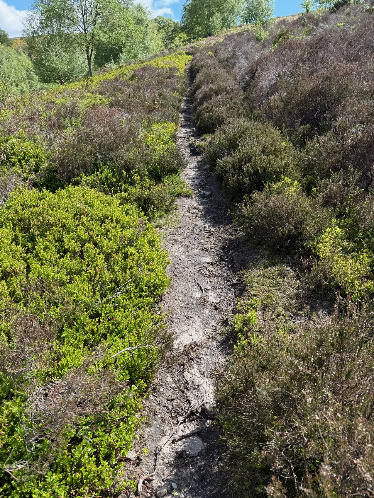 Dirt and rock footpath between gorse and ferns and heather, Middle Moor, Hayfield